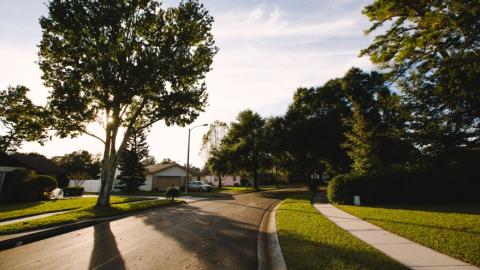 Dwarf Pine Lane